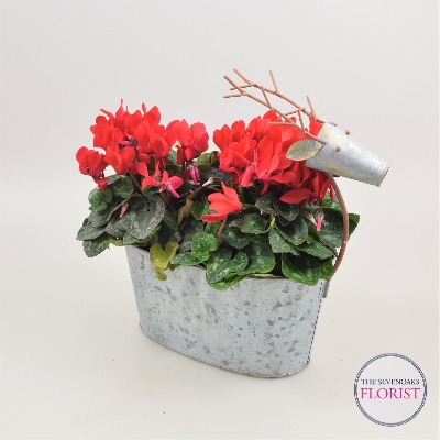 Rudolph Planter