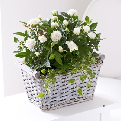 Cream Rose Sympathy Basket**