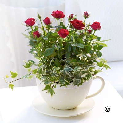 Chic Red Rose Teacup**