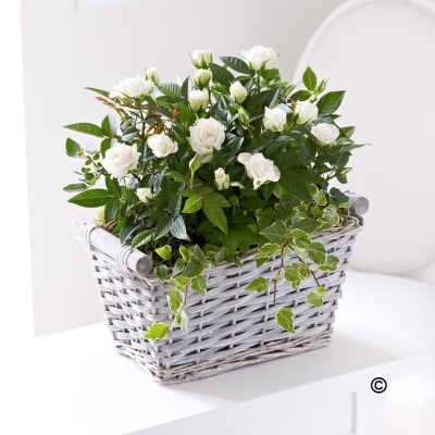 Cream Rose Basket**