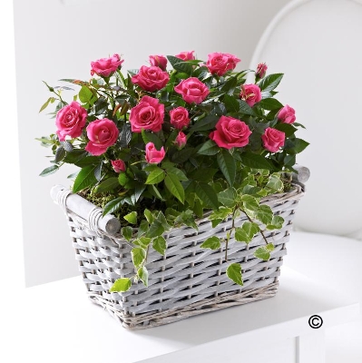 Pink Rose Basket**