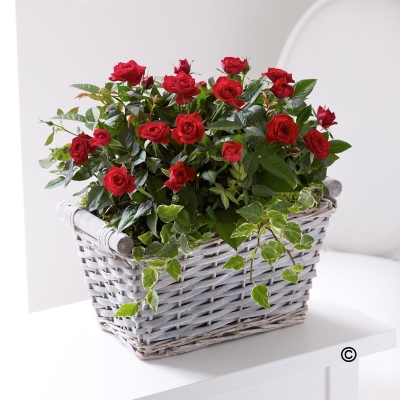 Red Rose Basket**