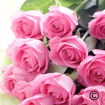 Simply Pink Roses**