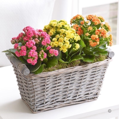 Kalanchoe Basket