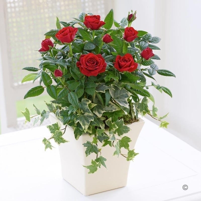 Classic Red Rose Planter