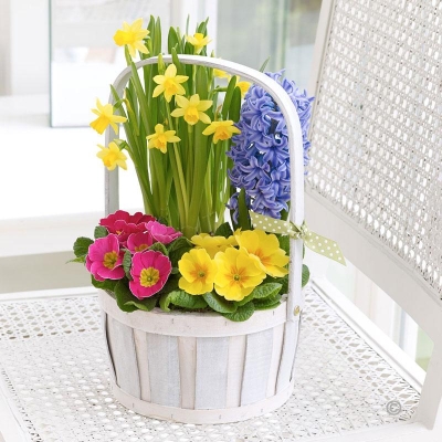 Spring Planted Basket with 120g Maison Fougere Chocolates 2016