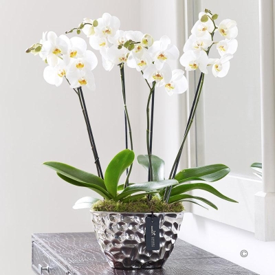 Ultimate Luxury Phalaenopsis Planter