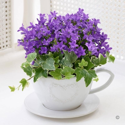 Purple Campanula Teacup 2016