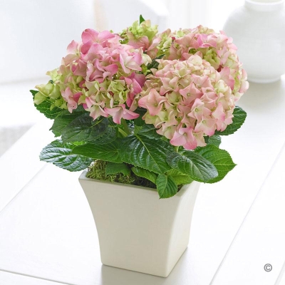 Pink Hydrangea 2016