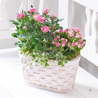 Pink Rose and Kalanchoe Basket