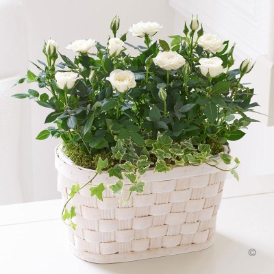 Cream Rose Basket