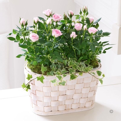 Pink Rose Basket