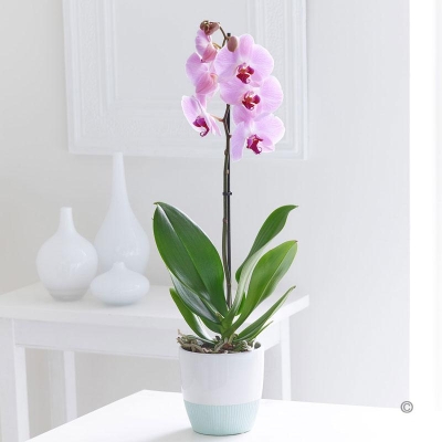 Sweet Pink Orchid