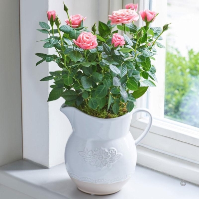 Country Style Pink Rose Jug