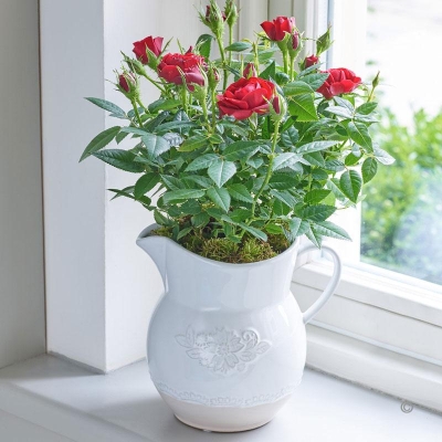 Country Style Red Rose Jug with 140g Maison Fougere Chocolate Truffles