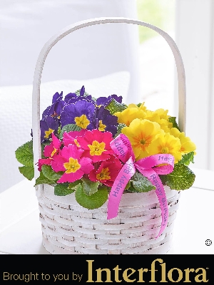 Happy Birthday Spring Primrose Basket