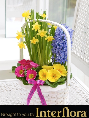 Happy Birthday Spring Planted Basket