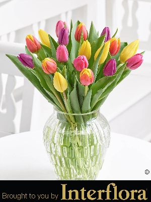 Happy Birthday Mixed Tulip Vase with Happy Birthday Balloon