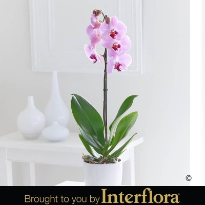 Pink Phalaenopsis Orchid