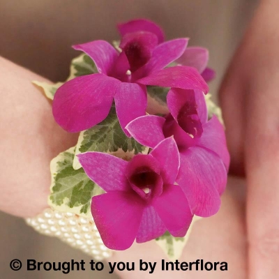 Rich Purple Dendrobium Orchid Wrist Corsage