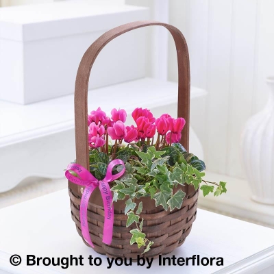 Happy Birthday Pink Cyclamen Basket