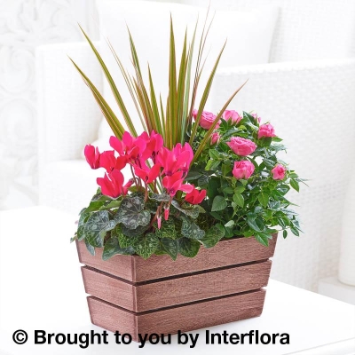 Rosy Pink Autumn Planter