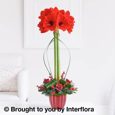 Stylish Amaryllis Arrangement