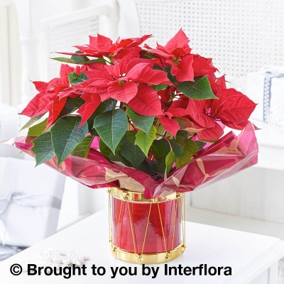 Poinsettia Drum with 125g Maison Fougere Chocolates