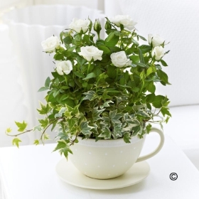 Chic Cream Rose Teacup**