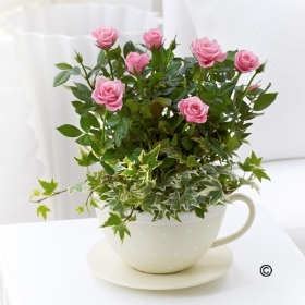 Chic Pink Rose Teacup**