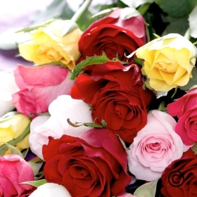 Simply Mixed Roses**