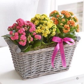 Happy Birthday Kalanchoe Basket