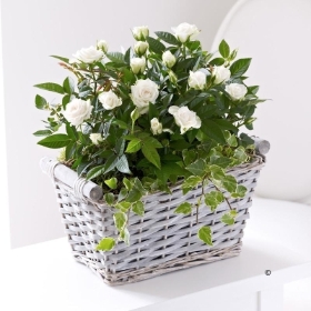 Cream Rose Basket