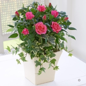 Classic Pink Rose Planter
