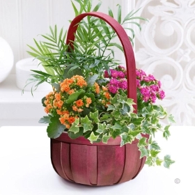 Autumn Flowering Basket 2015