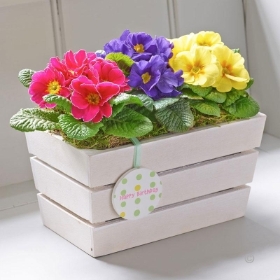 Happy Birthday Spring Primrose Planter with Happy Birthday Balloon 2016