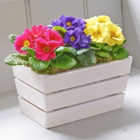 Spring Primrose Planter with 120g Maison Fougere Chocolates 2016