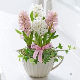 Mothers Day Hyacinth Bowl