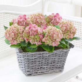 Duo Hydrangea Planter 2016