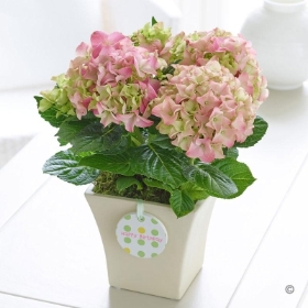 Happy Birthday Hydrangea 2016