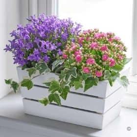 Summer Flowering Planter 2016