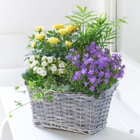 Rose and Kalanchoe Planted Basket with Chocolates 2016