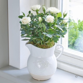 Country Style Cream Rose Jug