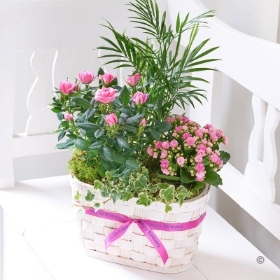 Happy Birthday Mixed Planted Basket