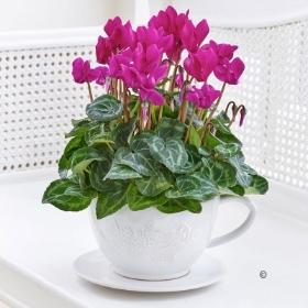 Pink Cyclamen Teacup 2016