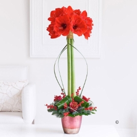 Christmas Amaryllis Lifestyle Arrangement