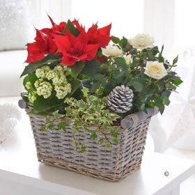 Christmas Planted Basket with Chocolates