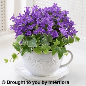 Purple Campanula Teacup