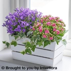 Summer Flowering Planter