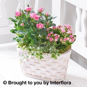 Pink Rose & Kalanchoe Basket